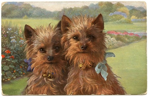 Chiens dogs portrait - ,