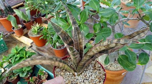 Sansevieria kirkii coppertone - sansevieria,