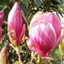 Magnolia 'Jane' - Magnolia