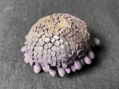 Coquillage oursin tortue - coquillage,