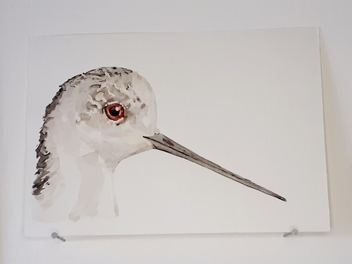 échasse blanche aquarelle - Échasse,