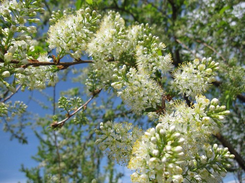 Graines cerisier de - 5,
