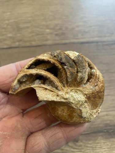 Nautile ammonite fossile - nautile,