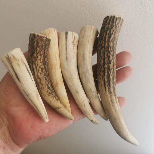 356 ébauches corne cerf - 356.Ébauches,