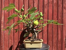BONSAÏ  FIGUIER. FICUS CARICA