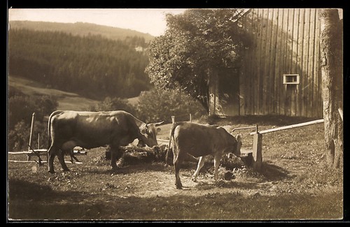 Carte postale deux bovins dans - carte,