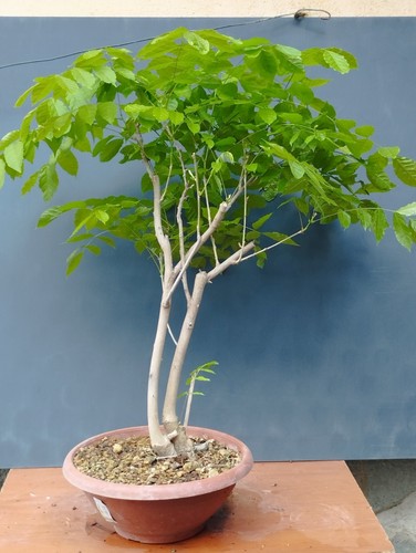 Bonsaï glycine cm en - bonsaï, 14