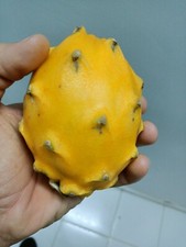 Boutures fruit de dragon -