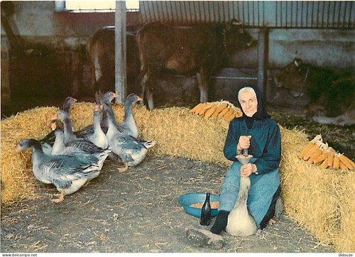 Carte postale animaux - carte,