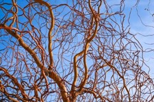 6 Boutures/Plans (à Racine) -