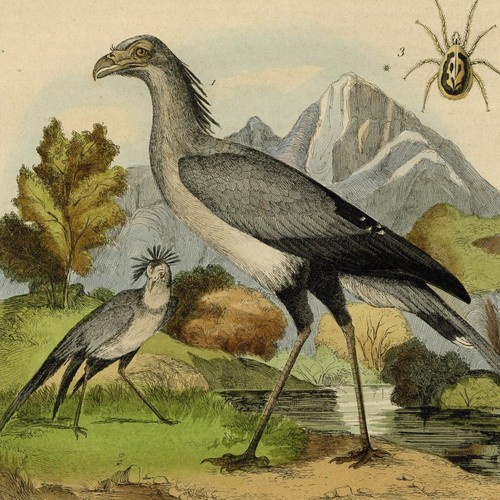 Histoire naturelle oiseau - naturelle,