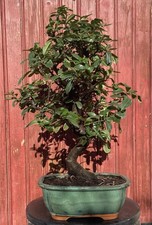 BONSAÏ PYRACANTHA COCCINEA/