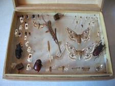 Vitrine collection papillons