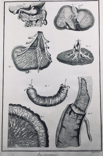 Anatomie gastro entérologie - gastro,