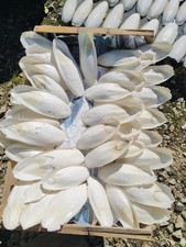 os de seiche,1 kg oiseaux