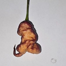 20 graines de piment Carolina