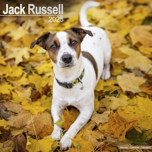 Calendrier 2025 jack russel - jack,