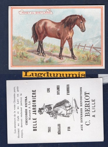 Chromo cheval poney - cheval,