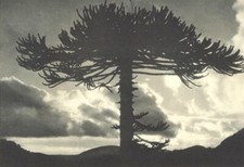 CHILE. Tolhuaca. Araucaria imbricata. 1932 old vintage print picture