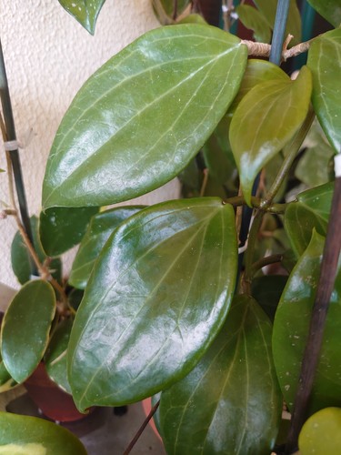 Hoya qinquinervia - hoya,