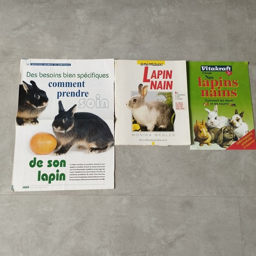 Animaux lapin nain - nain, bien