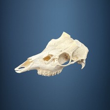 589KU Crane de cerf, bois de