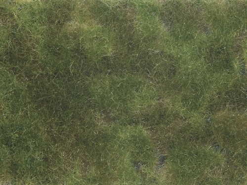 Noch olive green plant foliage - noch,olive,