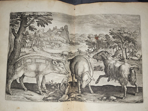 Gravure sangliers bouc - sangliers.,