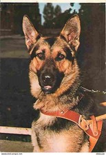 Animals - Dogs - German Shepherd - Condition shot on top - CPM - See Scans Re