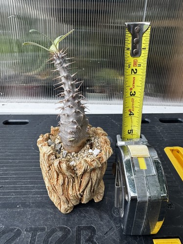 Pachypodium cactipes caudex - cactipes,