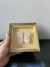 CADRE PAPILLON NATURALISÉ