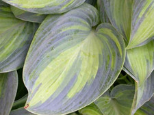 20  JUNE HOSTA SEEDS  - Hosta x 'June'