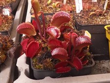 Dionée muscipula " AR