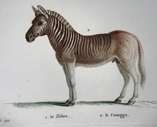 1808 J. Bapt. Huet [b1745]; Zebra, Quagga, hand coloured stipple engraving, mamm