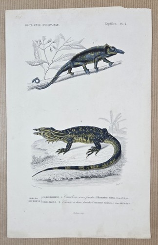 Gravure colorée sauriens - gravure,