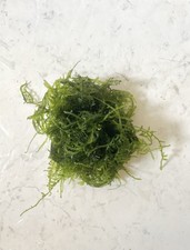 MOUSSE DE JAVA - TAXIPHYLLUM