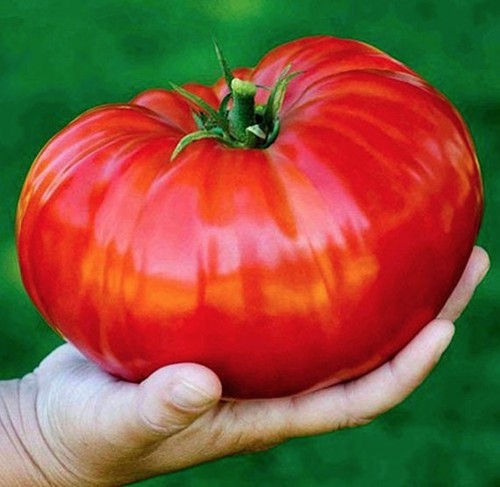 Lot graines de tomates - de, 5