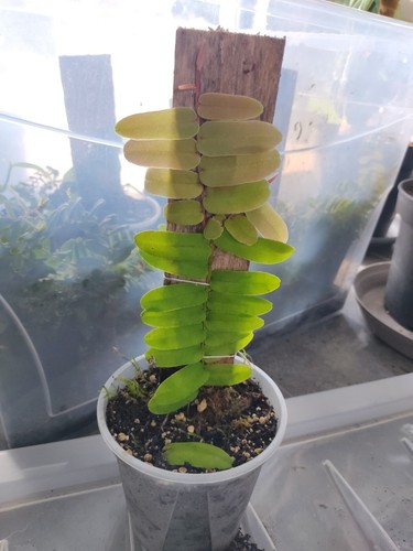 Marcgravia umbrellata - marcgravia,