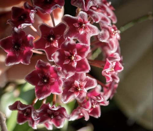 Hoya carnosa dark red unrooted - hoya,