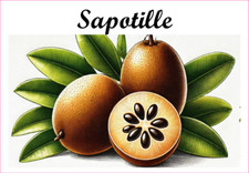 Sapotille 12 sticker vinyl