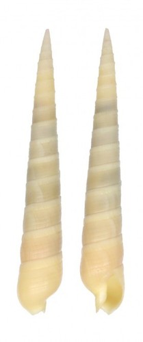 Coquillage collection - collection,