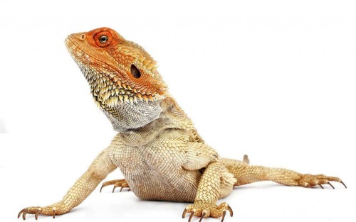 Bearded dragon lizard glossy - bearded,
