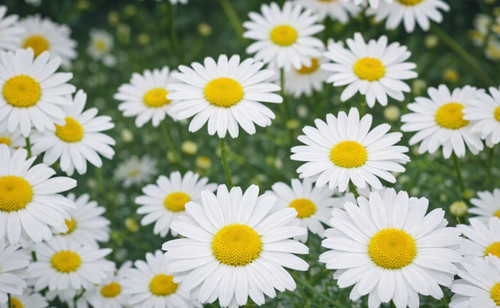 2500 graines marguerite des - graines, de