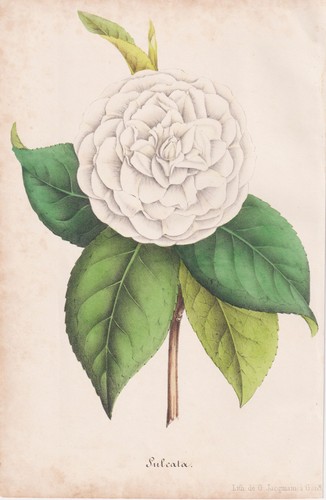 Lithographie unique sulcata - unique,
