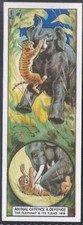 TYPHOO (TEA)-ANIMAL OFFENCE & DEFENCE 1928-#08- ELEPHANT 