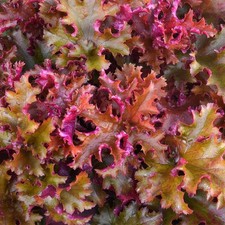 Heuchera 'Ginger Peach'® -