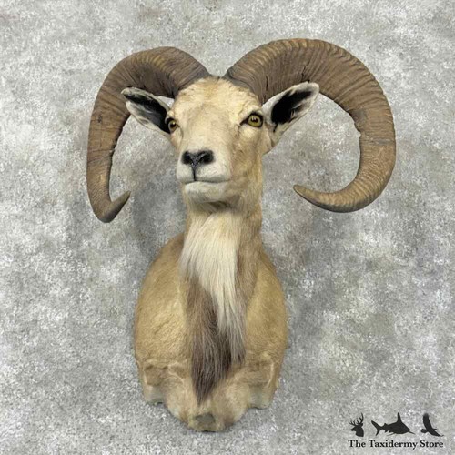 31799 mouflon ram - #31799,