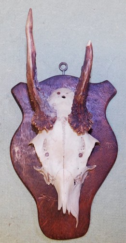 Ancien trophee chasse - trophee,