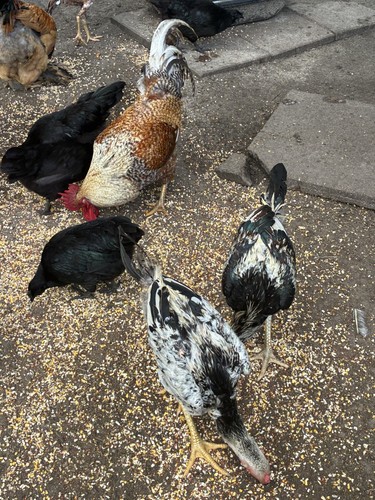 Hatching eggs with rainbow - 12,
