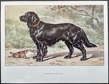 Retriever à poil plat